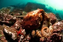 Зустріч з гігантським тихоокеанським восьминогом (Octopus Dofleini) зустріч