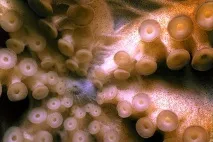 Зустріч з гігантським тихоокеанським восьминогом (Octopus Dofleini) гігантським