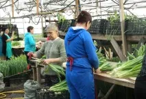 У Тюменському районі презентували агрофраншизу розсади
