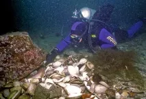 Зустріч з гігантським тихоокеанським восьминогом (Octopus Dofleini) зустріч
