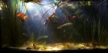 Хроміс Красень (Hemichromis bimaculatus) - зміст, розведення красень