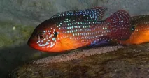 Хроміс Красень (Hemichromis bimaculatus) - зміст, розведення хроміс