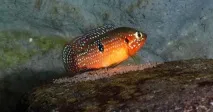 Хроміс Красень (Hemichromis bimaculatus) - зміст, розведення красень