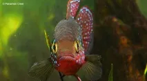 Хроміс Красень (Hemichromis bimaculatus) - зміст, розведення hemichromis