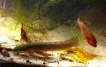 Хроміс Красень (Hemichromis bimaculatus) - зміст, розведення hemichromis