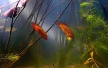Хроміс Красень (Hemichromis bimaculatus) - зміст, розведення красень