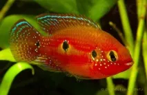 Хроміс Красень (Hemichromis bimaculatus) - зміст, розведення hemichromis