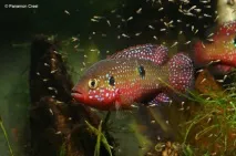 Хроміс Красень (Hemichromis bimaculatus) - зміст, розведення hemichromis