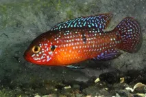 Хроміс Красень (Hemichromis bimaculatus) - зміст, розведення hemichromis