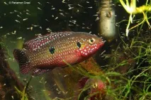 Хроміс Красень (Hemichromis bimaculatus) - зміст, розведення красень