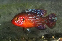 Хроміс Красень (Hemichromis bimaculatus) - зміст, розведення хроміс