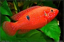 Хроміс Красень (Hemichromis bimaculatus) - зміст, розведення hemichromis