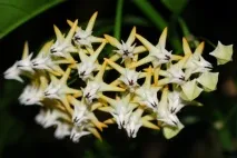 Хойя мультифлора або багатоквіткова (Hoya multiflora) догляд у домашніх умовах мультифлора