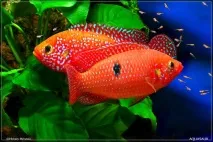 Хроміс Красень (Hemichromis bimaculatus) - зміст, розведення хроміс