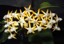Хойя мультифлора або багатоквіткова (Hoya multiflora) догляд у домашніх умовах хойя