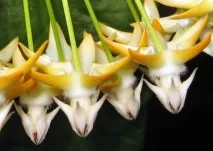 Хойя мультифлора або багатоквіткова (Hoya multiflora) догляд у домашніх умовах hoya