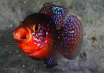 Хроміс Красень (Hemichromis bimaculatus) - зміст, розведення красень