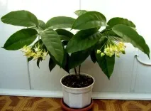 Хойя мультифлора або багатоквіткова (Hoya multiflora) догляд у домашніх умовах хойя