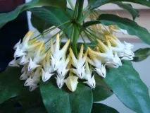 Хойя мультифлора або багатоквіткова (Hoya multiflora) догляд у домашніх умовах мультифлора