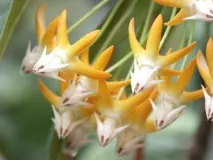 Хойя мультифлора або багатоквіткова (Hoya multiflora) догляд у домашніх умовах багатоквіткова