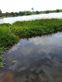 Хроміс Красень (Hemichromis bimaculatus) - зміст, розведення красень