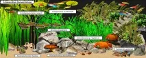 Хроміс Красень (Hemichromis bimaculatus) - зміст, розведення hemichromis