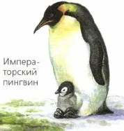 Життя на різних материках цього