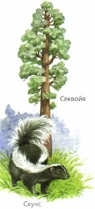 Життя на різних материках цього
