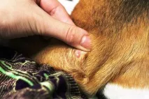 Жировики по тілу тілу