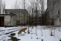 життя