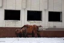 зимового