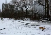 зимового