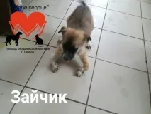 Жінка морила цуценя голодом, а потім і зовсім прийшла до притулку за новим! жінка