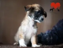 Жінка морила цуценя голодом, а потім і зовсім прийшла до притулку за новим! морила