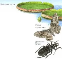 Життя на різних материках цього