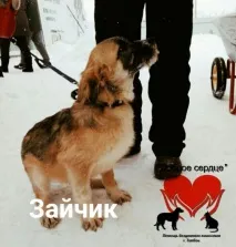 Жінка морила цуценя голодом, а потім і зовсім прийшла до притулку за новим! цуценя