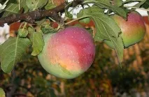 зимові