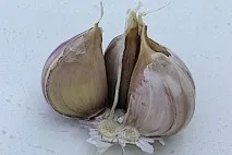 Зимовий часник часник