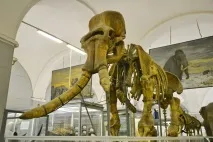 Зоологічний музей у Санкт-Петербурзі санкт-петербурзі