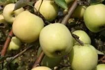 опис