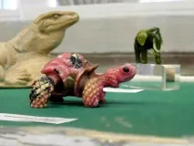 Зоологічний музей у Санкт-Петербурзі санкт-петербурзі