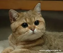 Значки з новим захопленням ) значки