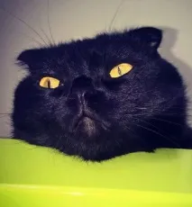 Значки з новим захопленням ) захопленням