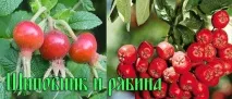 5 найдієвіших народних рецептів лікування каменів у нирках найдієвіших