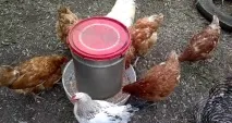 Автоматична годівниця для курей годівниця