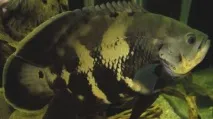 оскар
