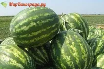 Кавун Срібний красень гідності та опис срібний