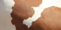 айршир
