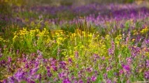 Башкирські пасіки та їх особливості особливості