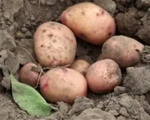 Бактеріальні хвороби картоплі - Сади Сибіру картоплі